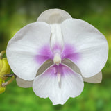 Phalaenopsis Lollipop