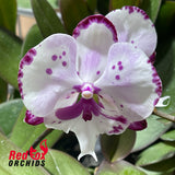 Phalaenopsis Kingcar Dalmation