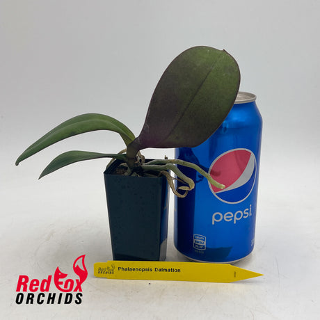 Phalaenopsis Kingcar Dalmation