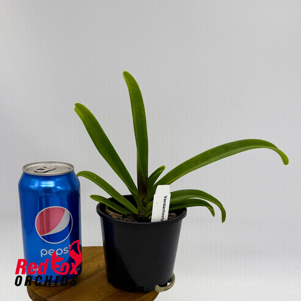 Rhyncovanda Colmarie