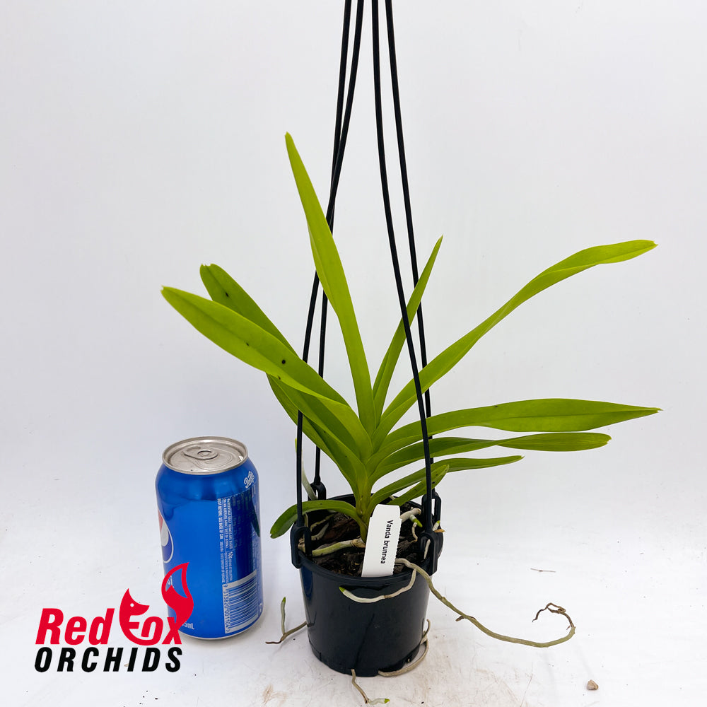 Vanda brunnea