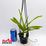 Vanda brunnea