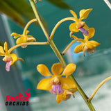 Vanda testacea