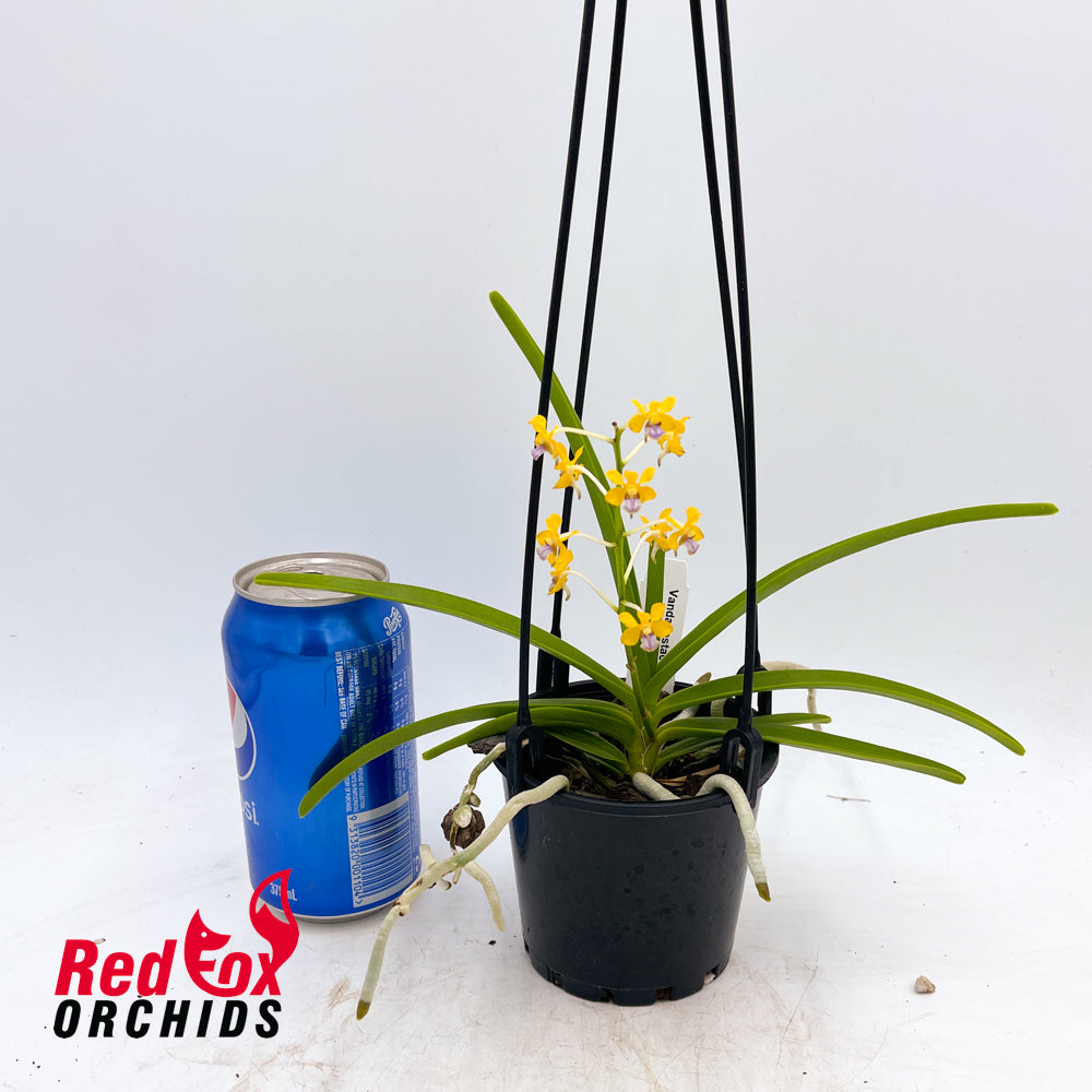 Vanda testacea