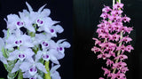 Dendobium parishii Var. coerulea x anosmum