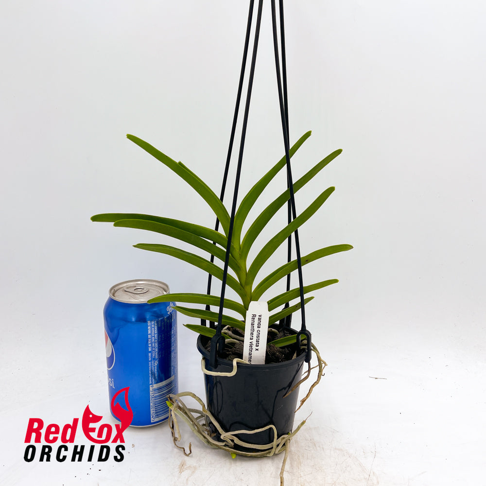 Vanda cristata x Renanthera vietnamense