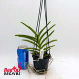 Vanda cristata x Renanthera vietnamense