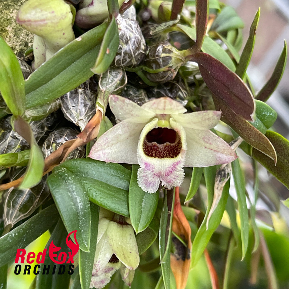 Dendrobium hekouense