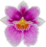 Miltoniopsis 17528