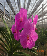 Vanda Siriporn Pink var. Sakura Pink