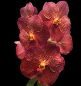 Vanda Dr. Anek x Fuch's Gold