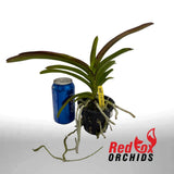 Vanda Dr. Anek x Fuch's Gold