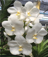 Vanda Nopporn White Diamond
