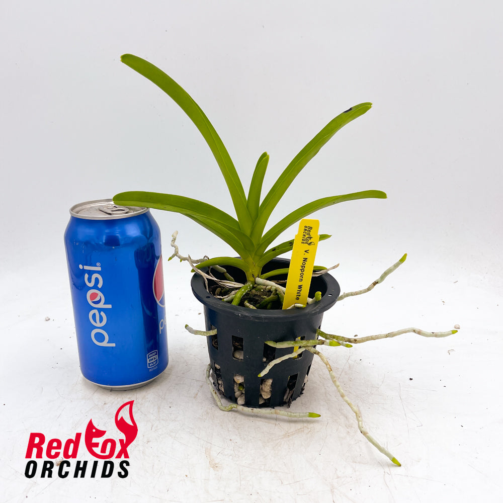 Vanda Nopporn White Diamond