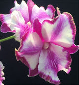 Dendrobium (King Dragon x Anucha Flare Pink)