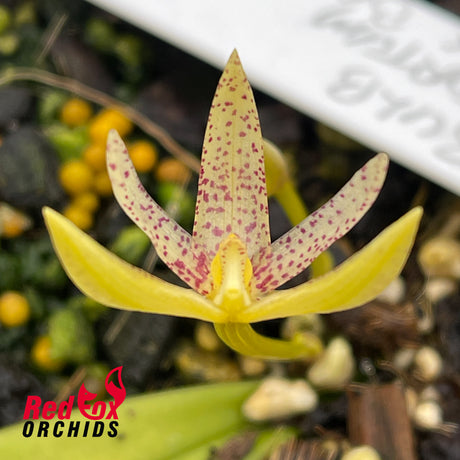 Bulbophyllum tortum