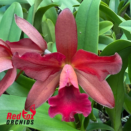 Cattlianthe India Rose Sherwood ' Kiilani'