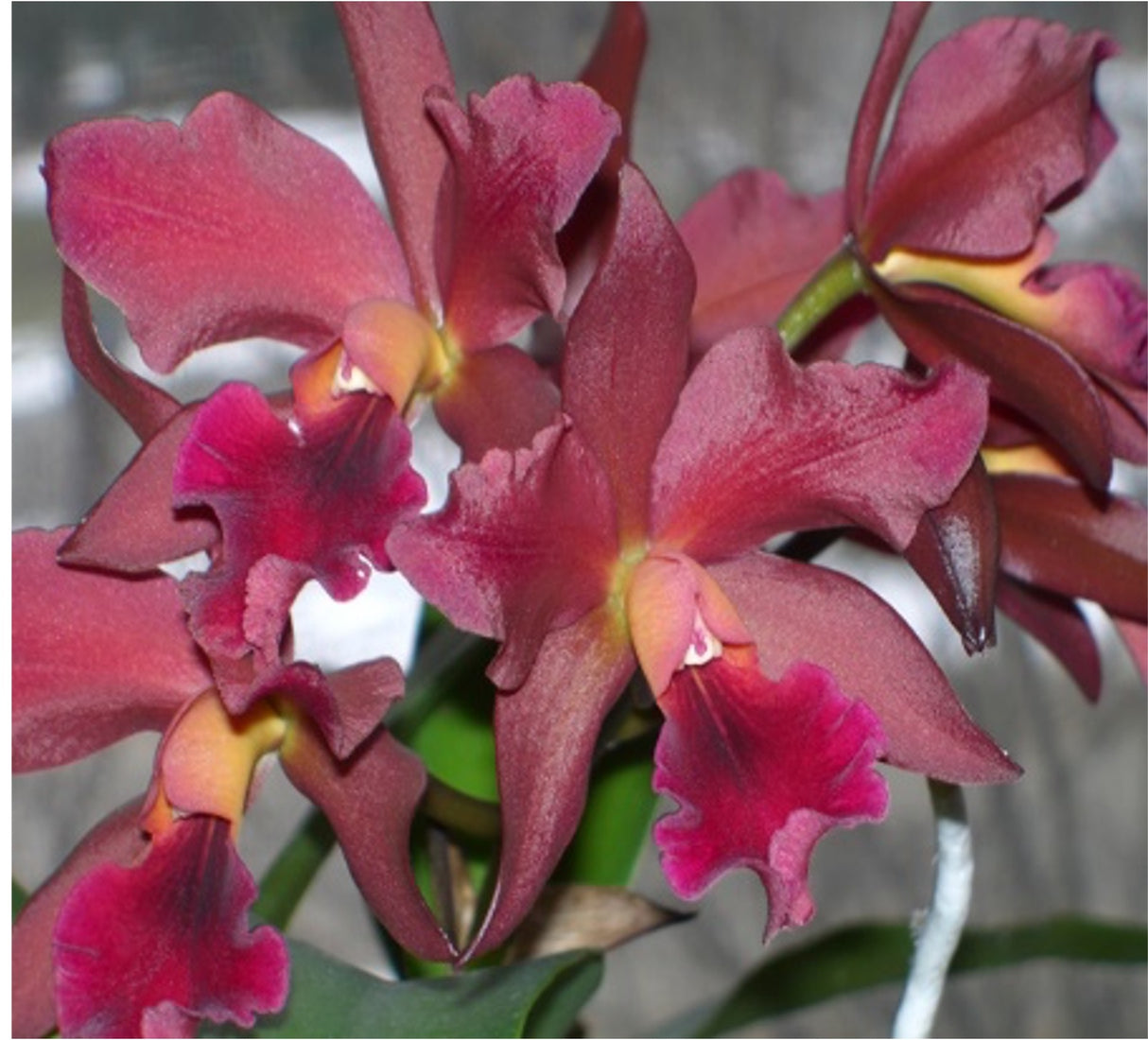 Cattlianthe India Rose Sherwood ' Kiilani'