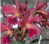 Cattlianthe India Rose Sherwood ' Kiilani'