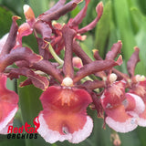 Oncostele Rontante 'Sunrise'