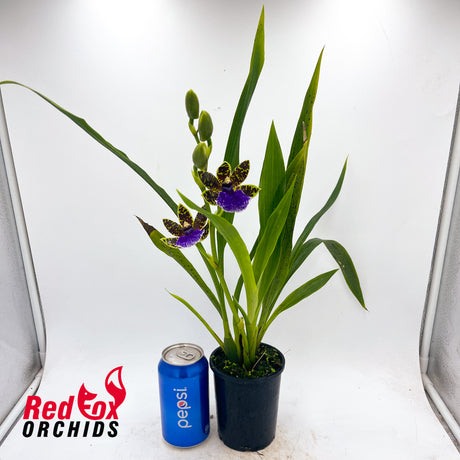Zygopetalum maculatum 'Trozy Blue'