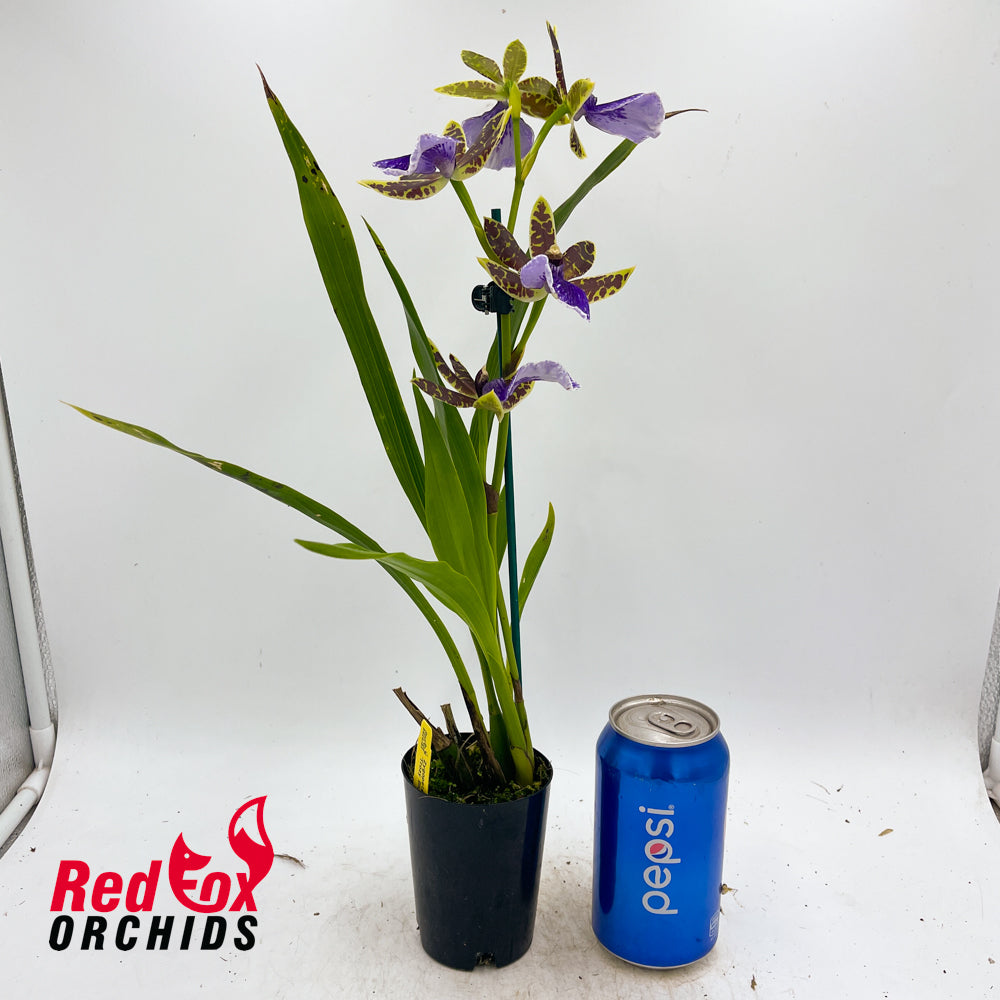 Zygopetalum maculatum 'Trozy Blue'