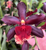 Wilsonara Witch's Fire 'Ablaze'