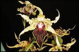 Dendrobium alexandrae