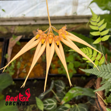 Bulbophyllum Eed