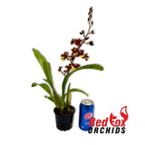 Oncidium Sharry Baby 'Chocolate'