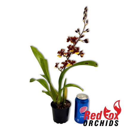 Oncidium Sharry Baby 'Chocolate'