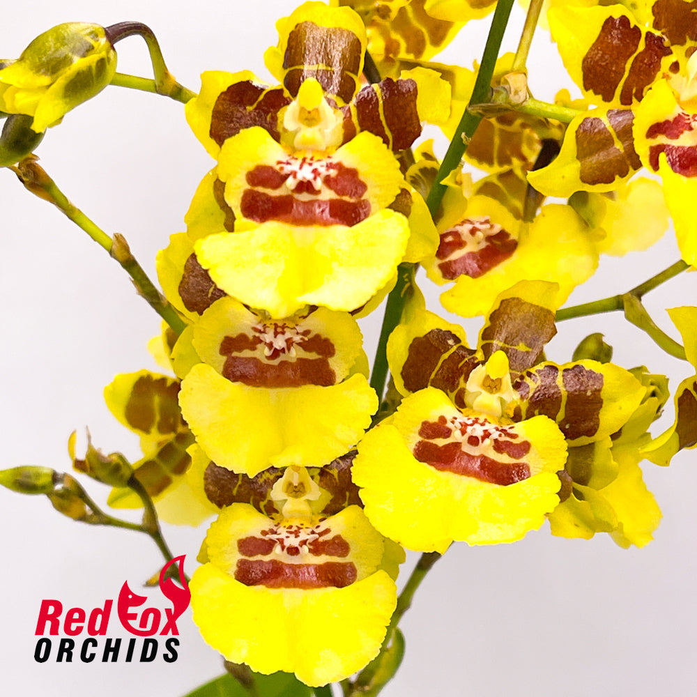Oncidium Araceli Cleous