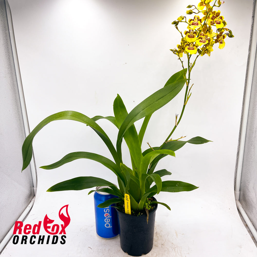 Oncidium Araceli Cleous