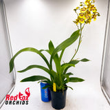 Oncidium Araceli Cleous