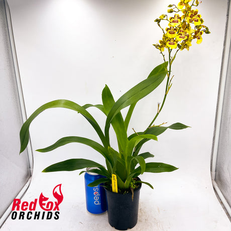 Oncidium Araceli Cleous