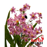 Oncidium Tsiku Marguerite