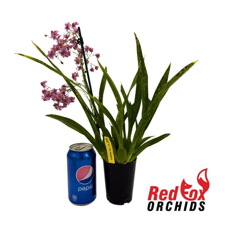 Oncidium Tsiku Marguerite
