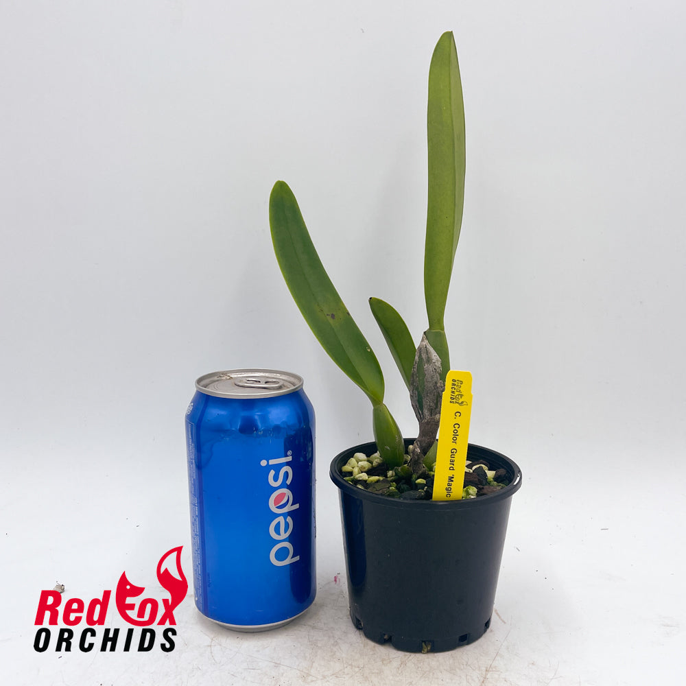 Cattleya Color Guard 'Magic Color'