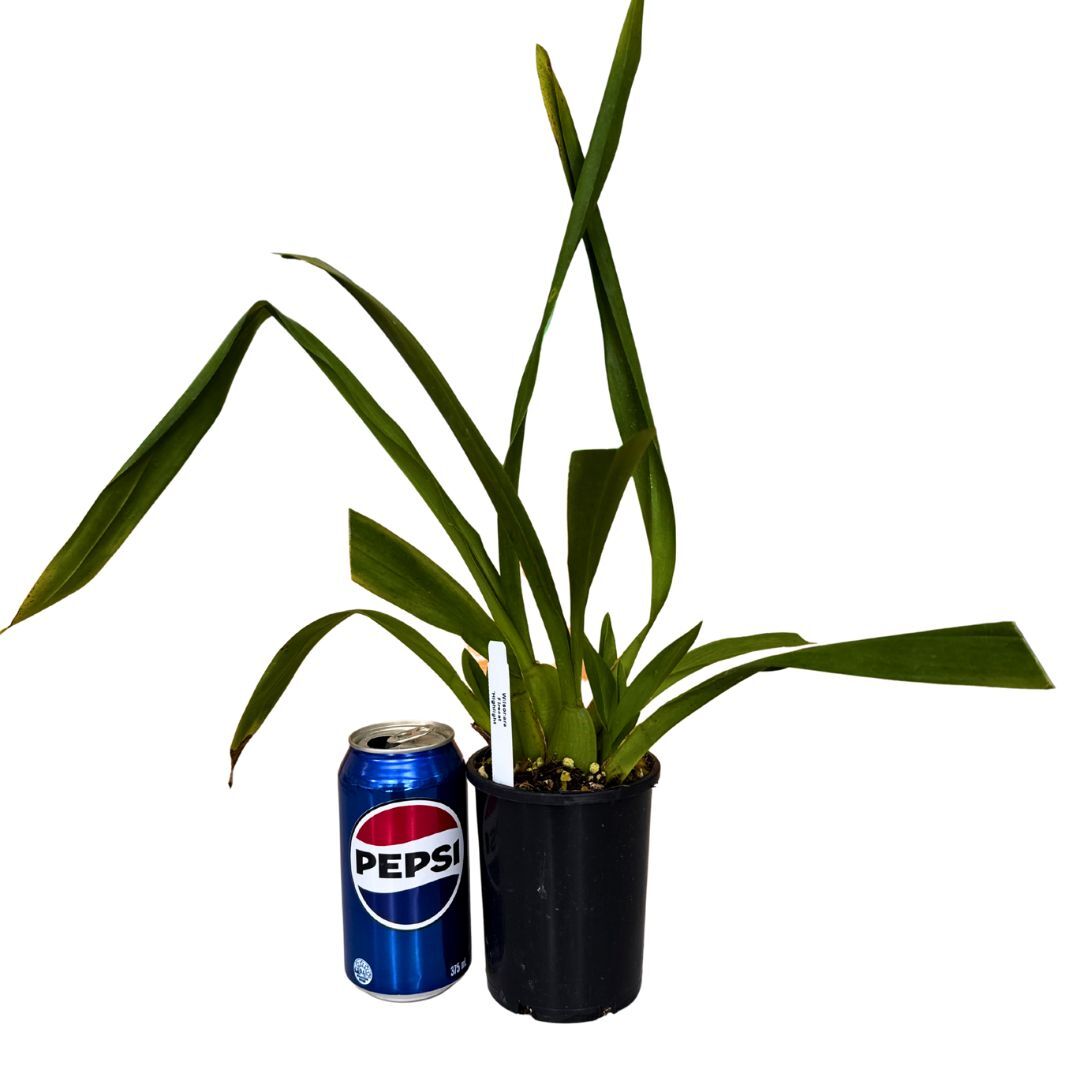 Wilsonara Firecat 'Highlight'
