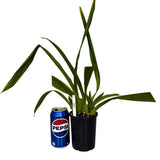 Wilsonara Firecat 'Highlight'