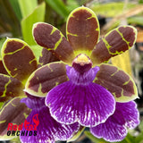 Zygopetalum Artur Elle 'Tombstone'