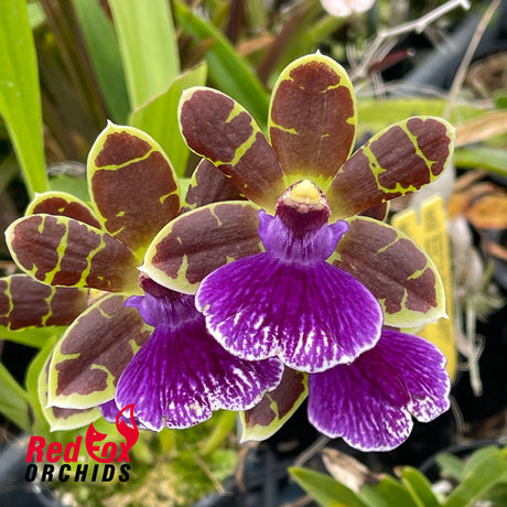Zygopetalum Artur Elle 'Tombstone'