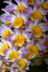 Dendrobium Floralia