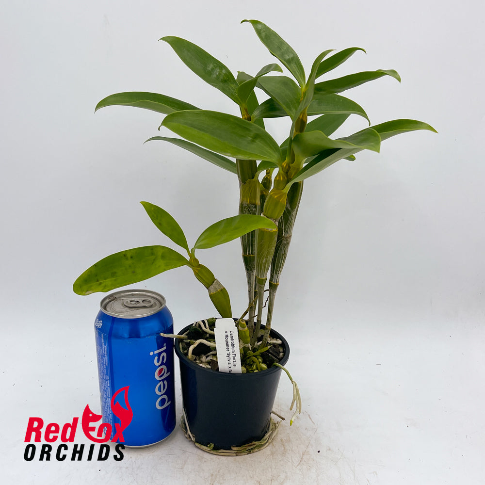 Dendrobium Floralia