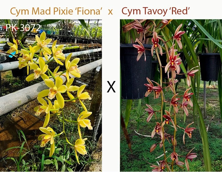 Cymbidium Mad Pixie 'Fiona' x Tavoy 'Red'