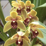 Cymbidium Newbold Craigiburn 'Newbold Houston Street'