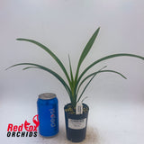 Cymbidium Paradisian Choice 'Dreamer'
