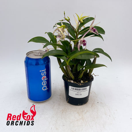 Dendrobium Gympie Fireworks