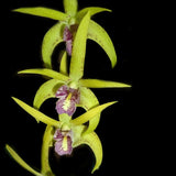 Dendrobium Balnarring