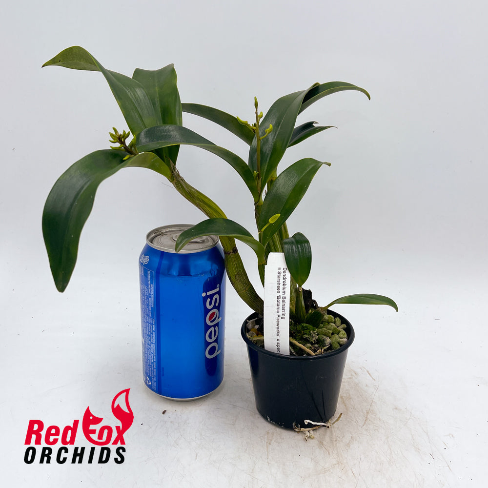 Dendrobium Balnarring